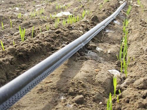 有關(guān)微滴灌在田間管理的注意事項(xiàng)